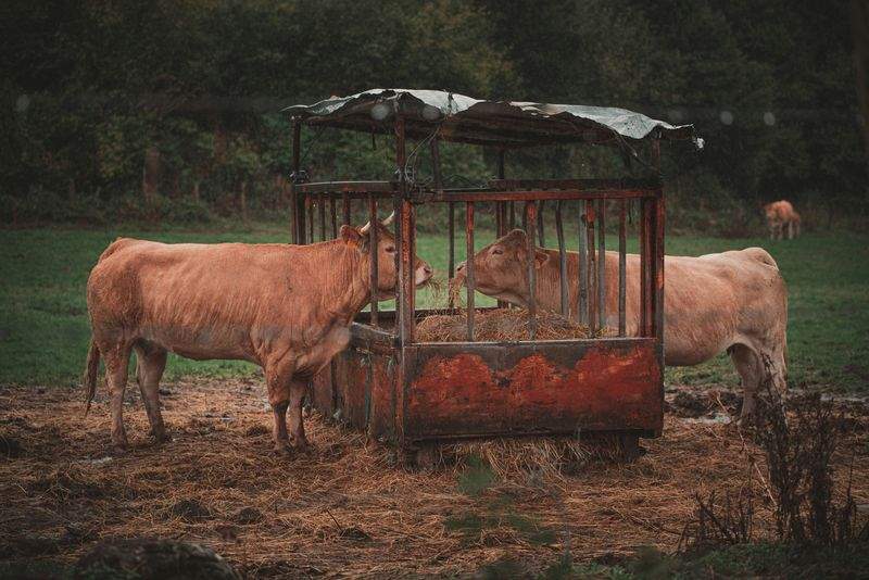 Improving Herd Comfort During the Spring Transition