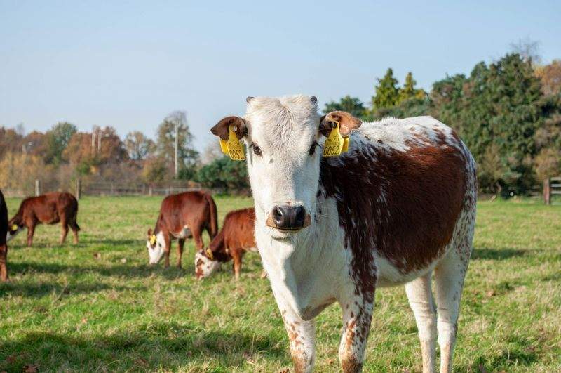 What We Look for in Healthy Milk Production Routines