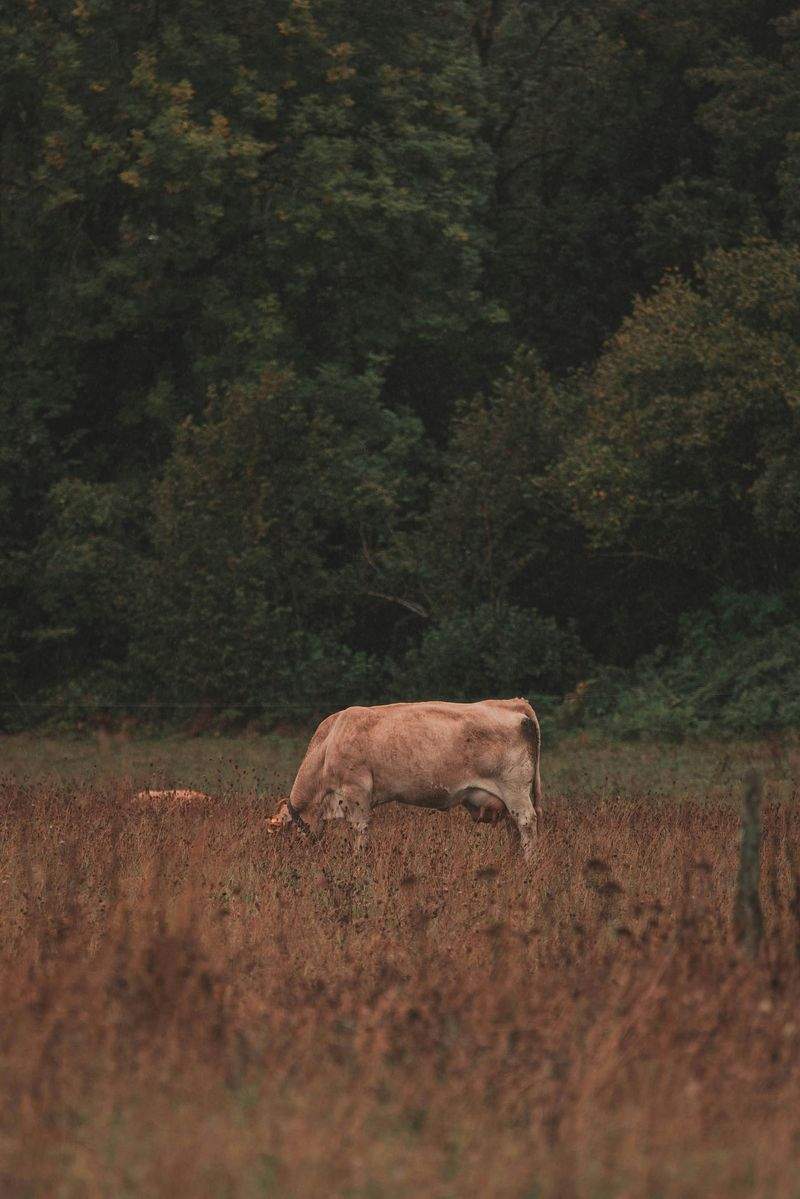Preparing Calves and Young Cattle for a Strong Start
