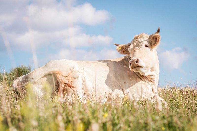 Nordfjord Cattle Care AS 1