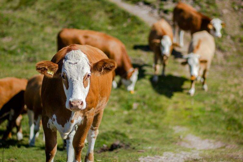 Nordfjord Cattle Care AS 10