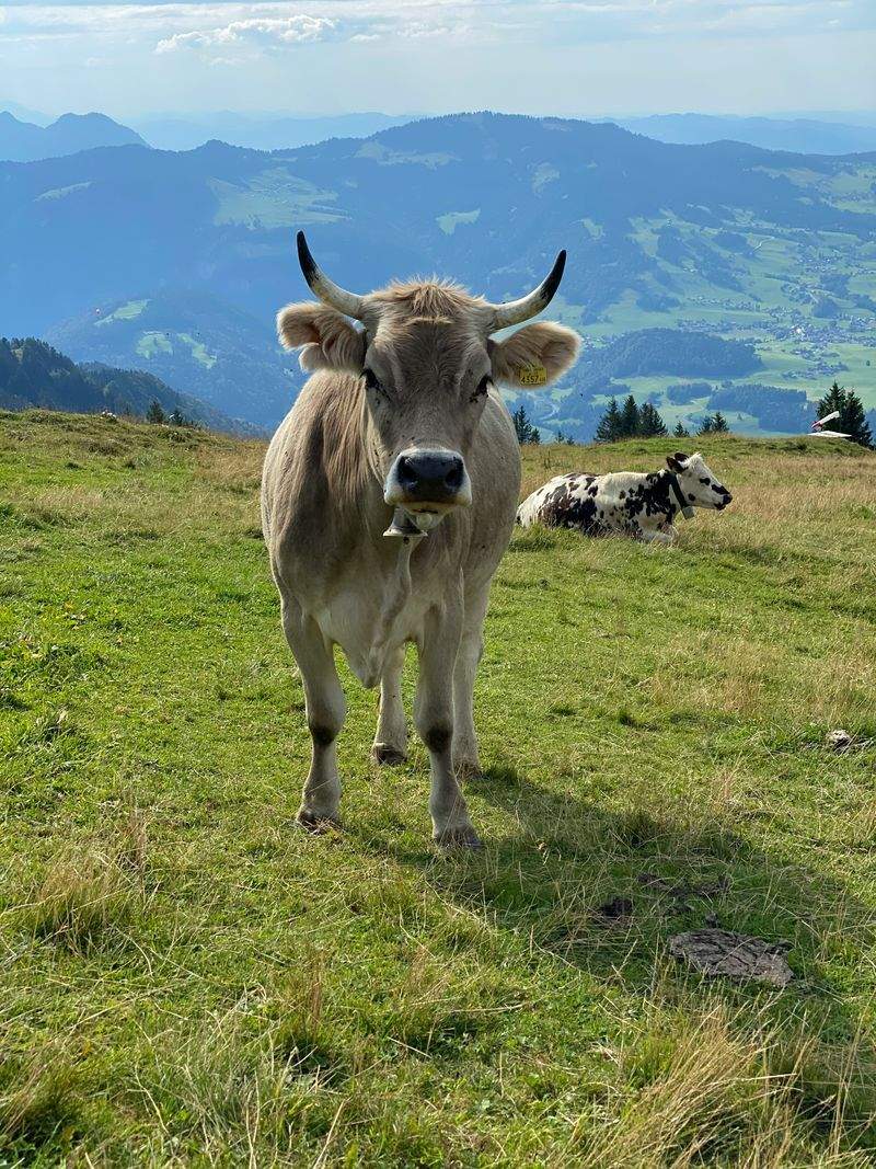 Nordfjord Cattle Care AS 11