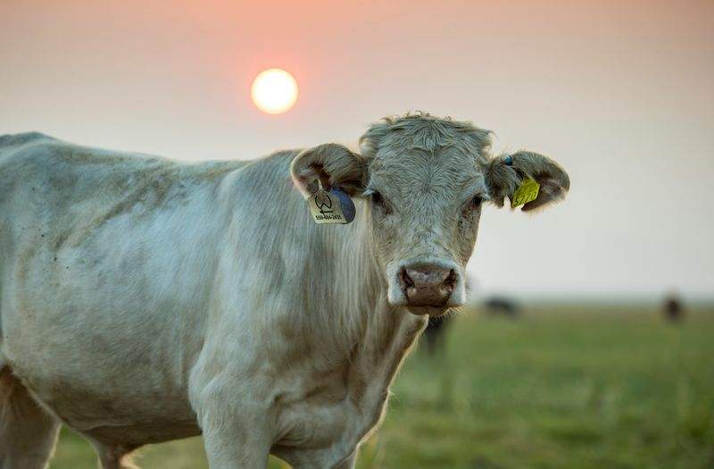 Nordfjord Cattle Care AS 12