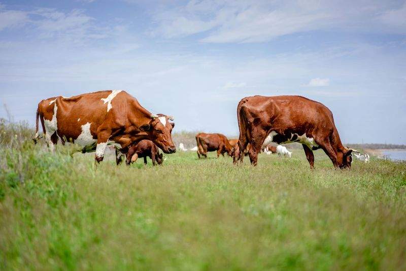 Nordfjord Cattle Care AS 13