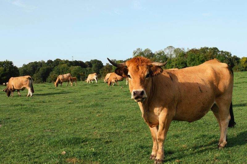 Nordfjord Cattle Care AS 14