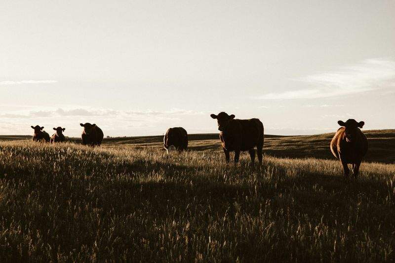 Nordfjord Cattle Care AS 15