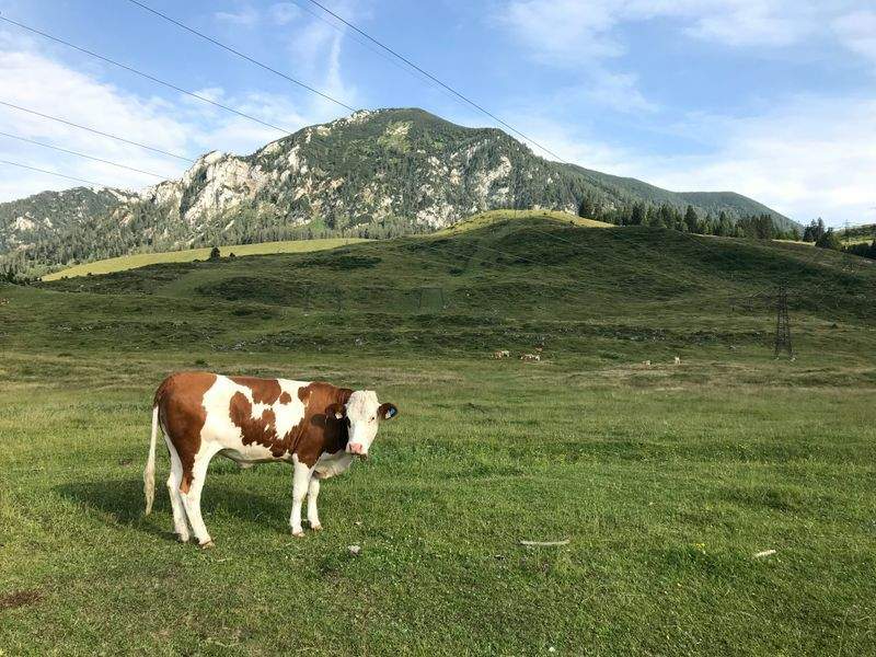 Nordfjord Cattle Care AS 2