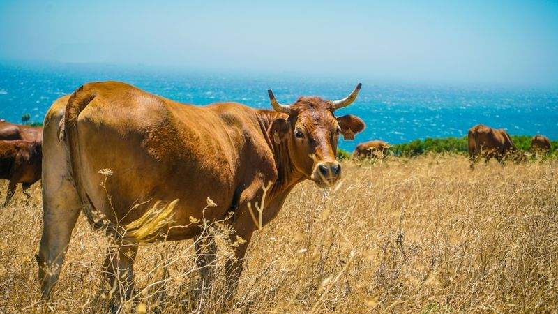 Nordfjord Cattle Care AS 3