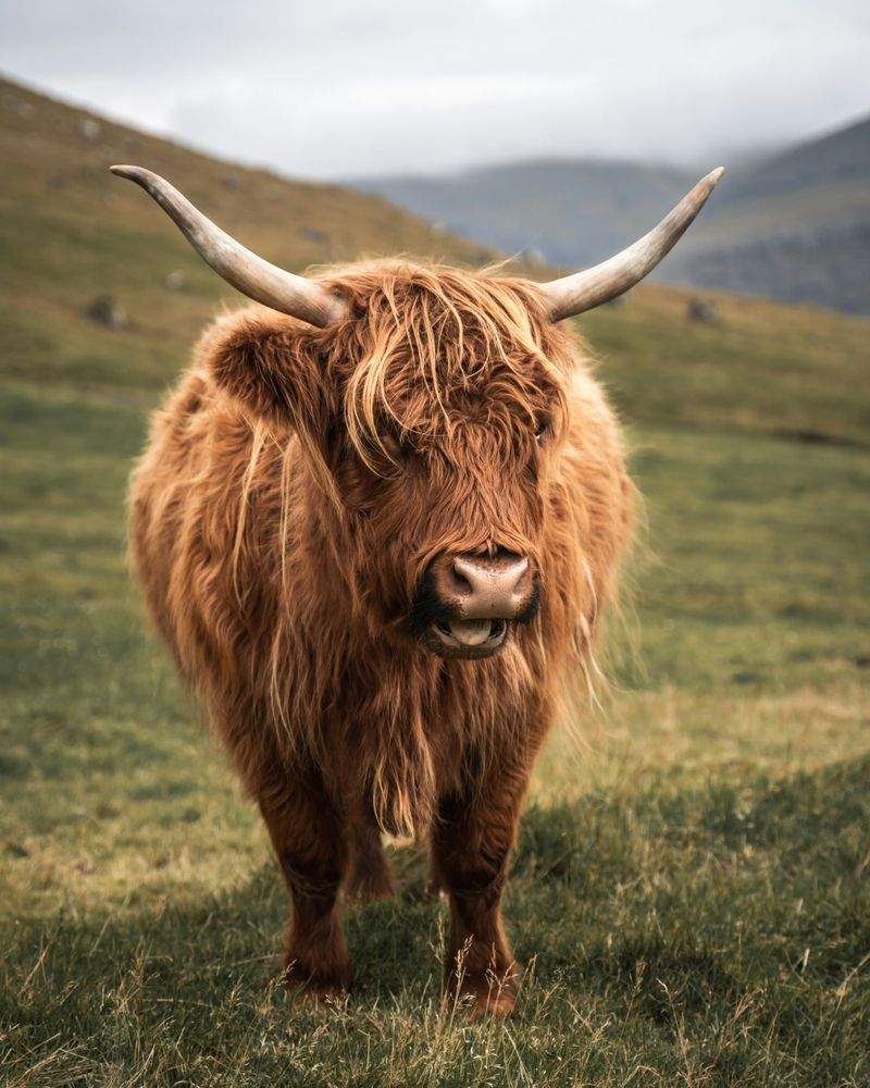 Nordfjord Cattle Care AS 4