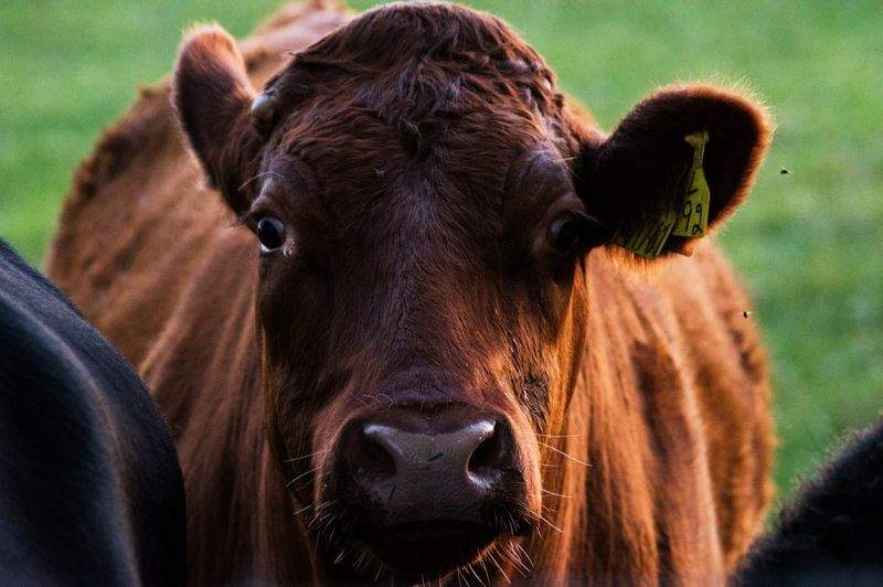 Nordfjord Cattle Care AS 5