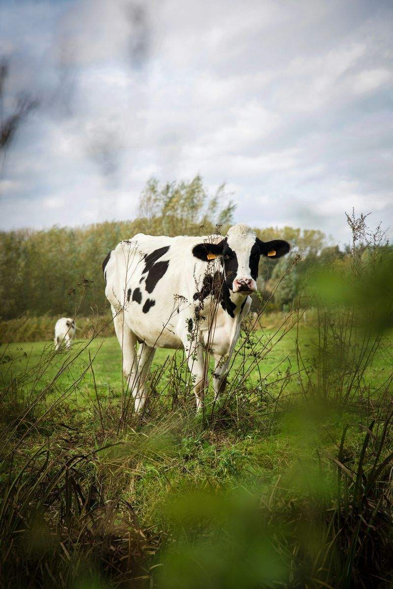 Nordfjord Cattle Care AS 6