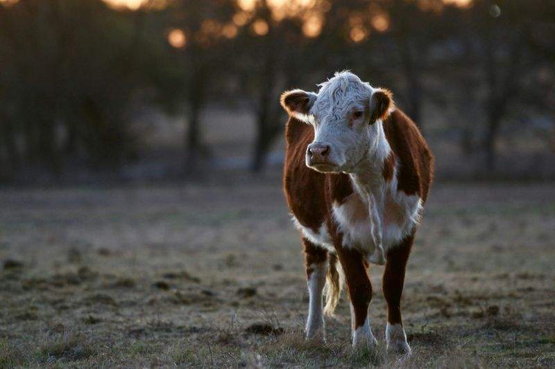 Nordfjord Cattle Care AS 7