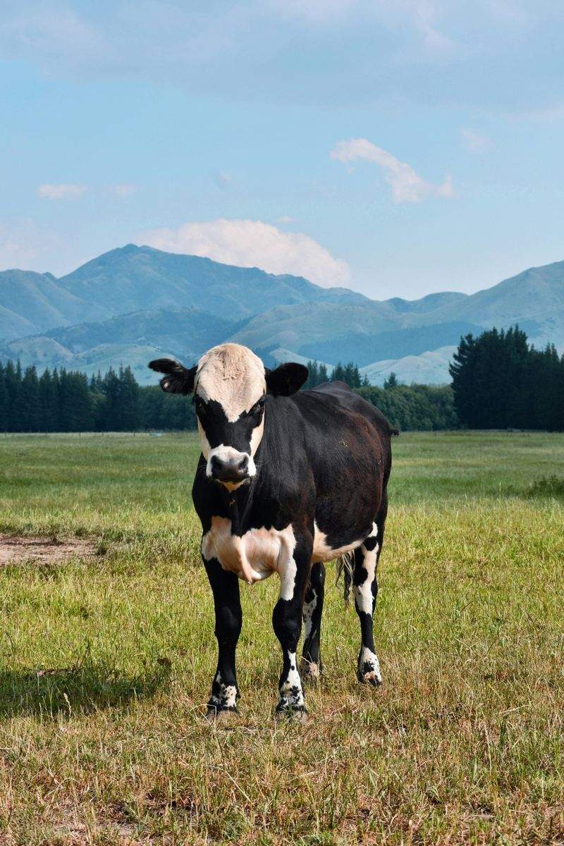 Nordfjord Cattle Care AS 8