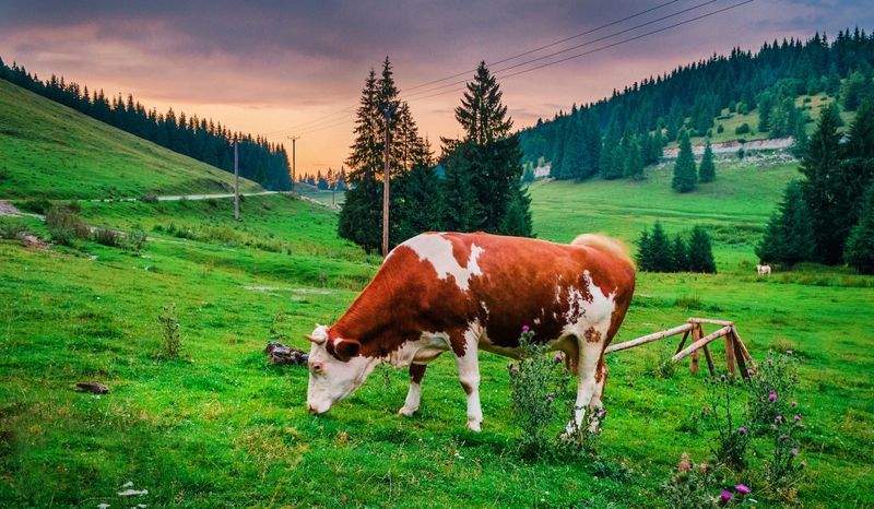 Nordfjord Cattle Care AS 9
