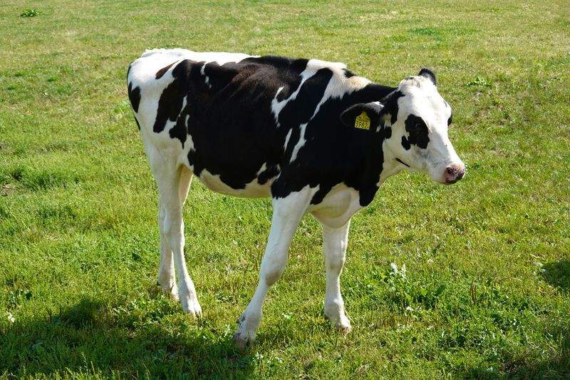 Nordfjord Cattle Care AS