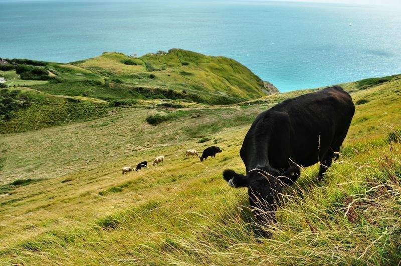 Dairy cow herd management