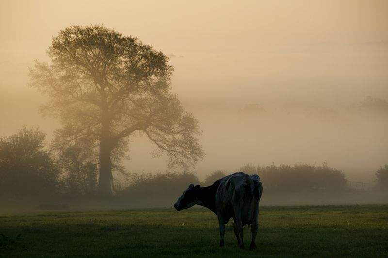 Calving support and newborn calf care