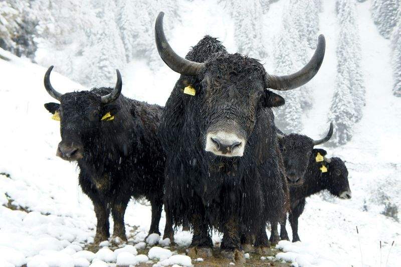 Cattle transport coordination