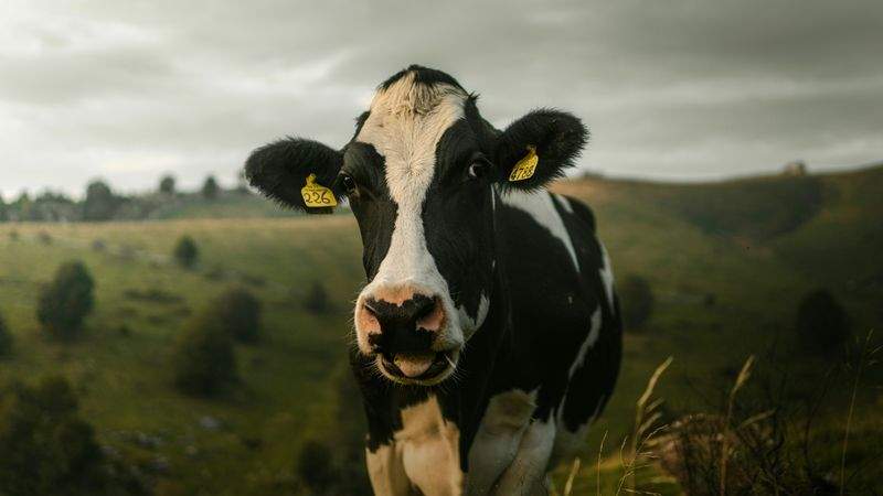 Feed planning and pasture consultation